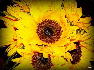 OLYMPUS DIGITAL CAMERA, aden